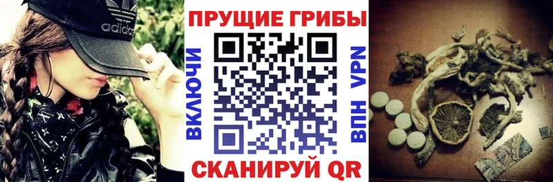 Псилоцибиновые грибы Cubensis  Енисейск 